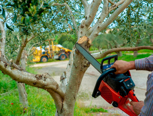 Best Tree Care Services  in Westwood, PA